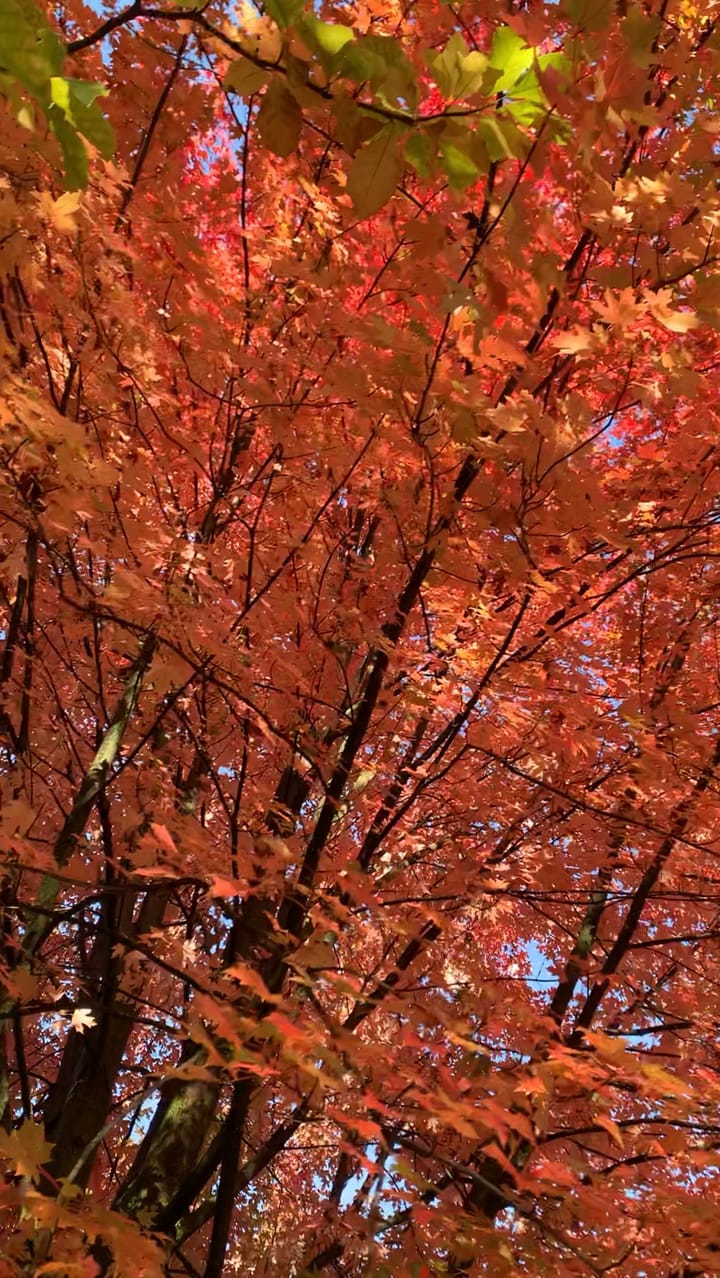 Our greatest weakness lies in giving up. The most certain way to succeed is always to try just one more time.